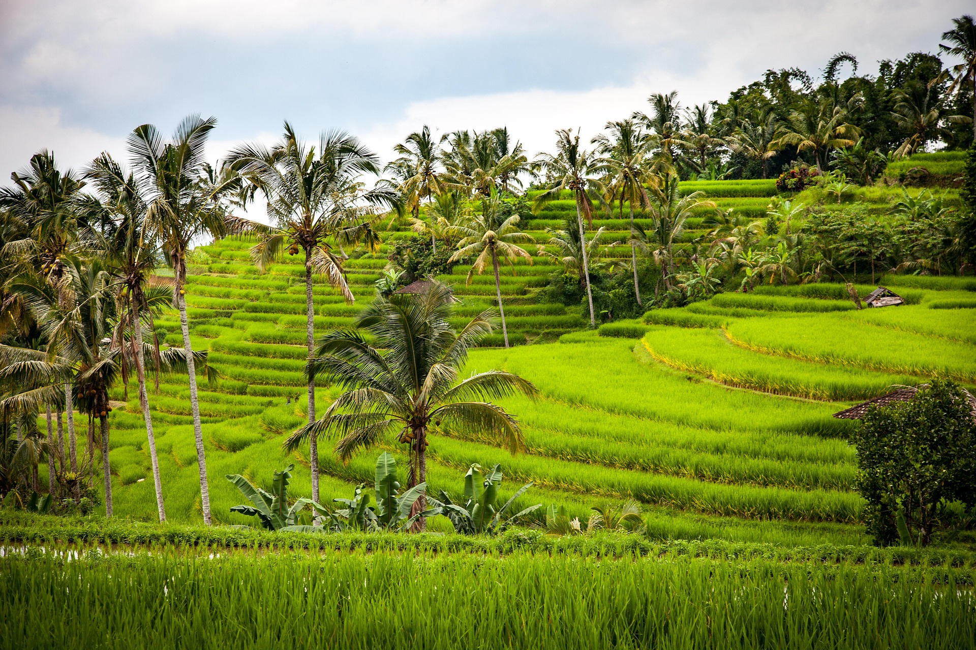 Sawah Tegalalang